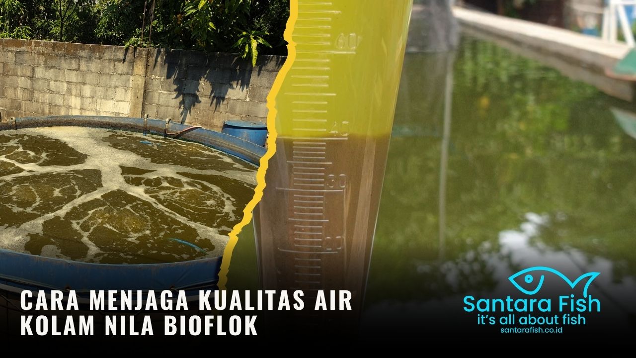 Cara Menjaga Kualitas Air Kolam Nila Bioflok