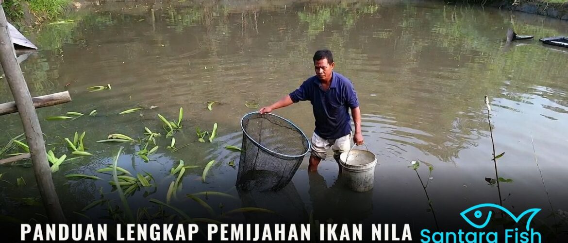 Panduan Lengkap Pemijahan Ikan Nila Berkualitas dan Cepat Panen