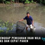 Panduan Lengkap Pemijahan Ikan Nila Berkualitas dan Cepat Panen