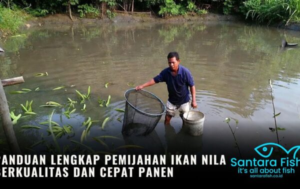 Panduan Lengkap Pemijahan Ikan Nila Berkualitas dan Cepat Panen