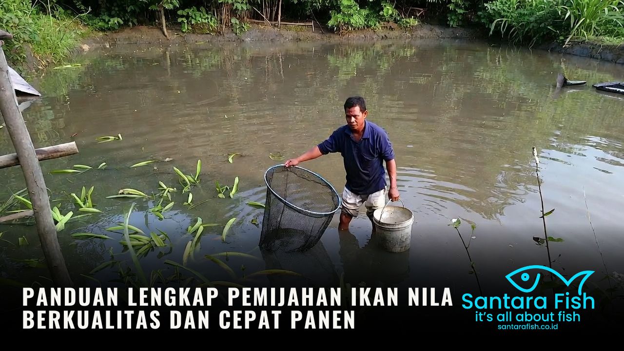 Panduan Lengkap Pemijahan Ikan Nila Berkualitas dan Cepat Panen