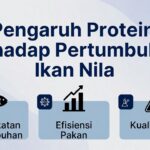 Pengaruh Protein terhadap Pertumbuhan Ikan Nila