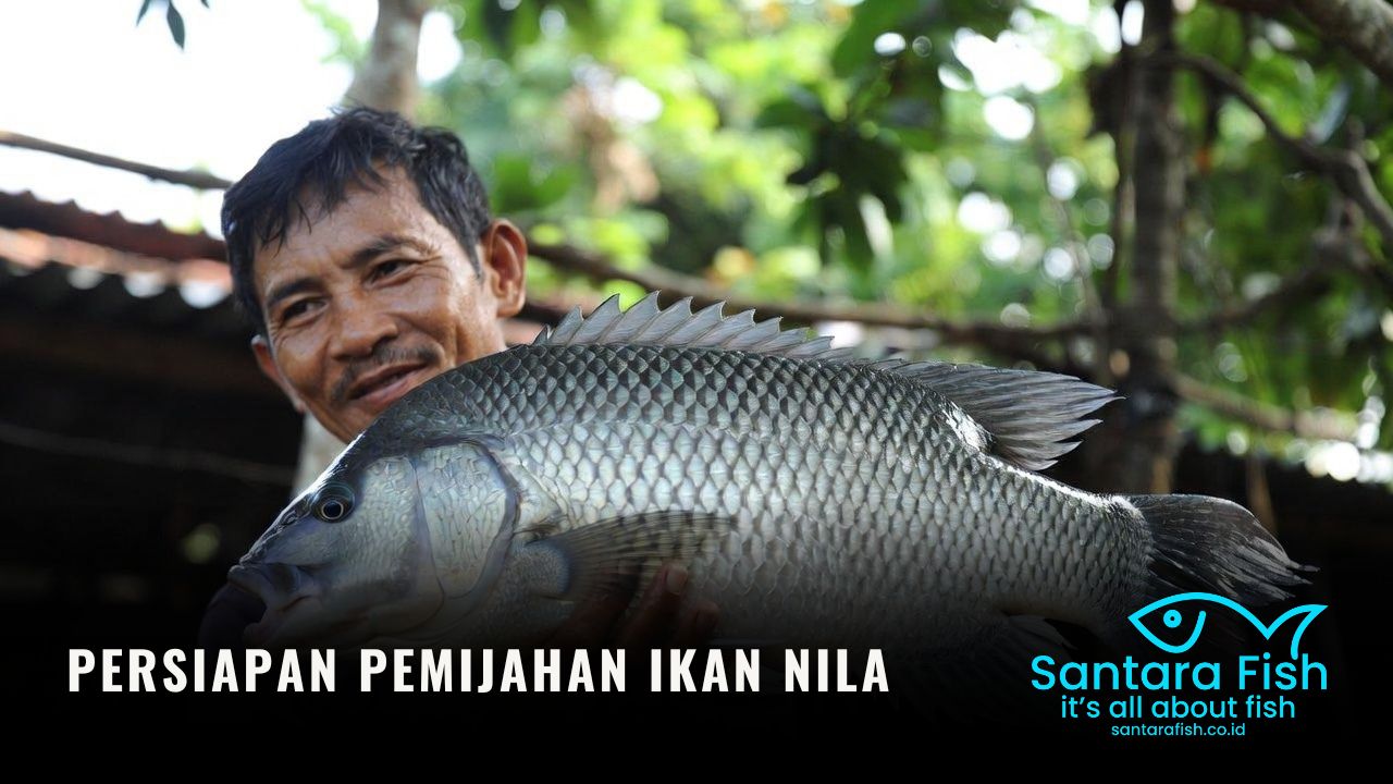 Persiapan Pemijahan Ikan Nila