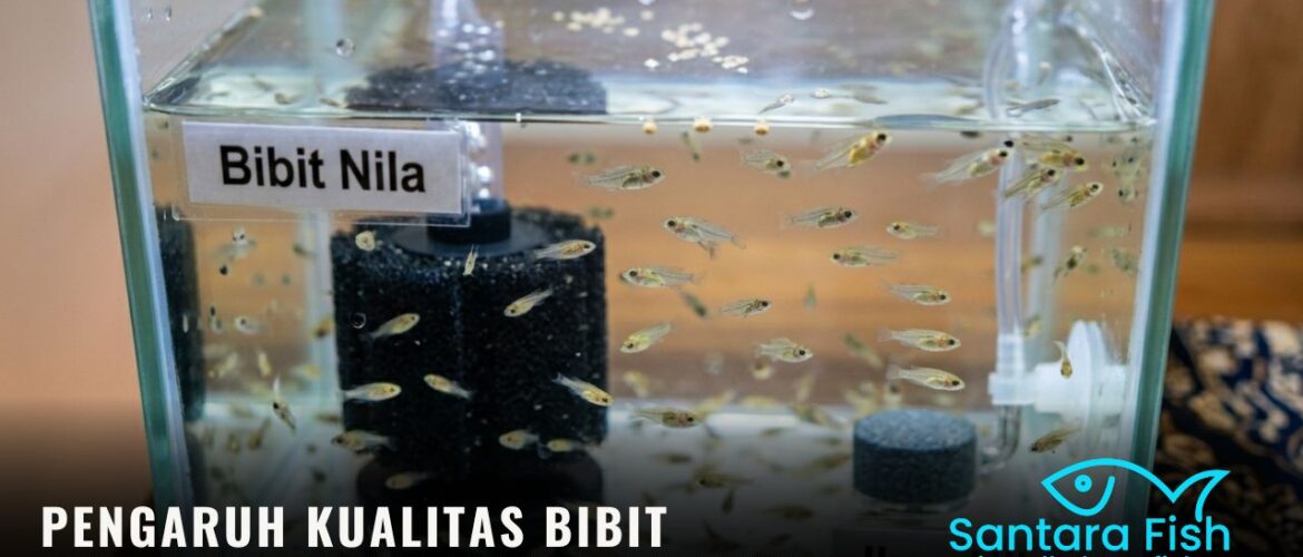 Pengaruh Kualitas Bibit terhadap Hasil Panen Ikan Nila