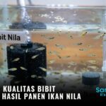 Pengaruh Kualitas Bibit terhadap Hasil Panen Ikan Nila