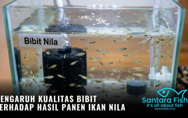 Pengaruh Kualitas Bibit terhadap Hasil Panen Ikan Nila